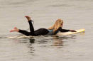 surf_chick_paddling
